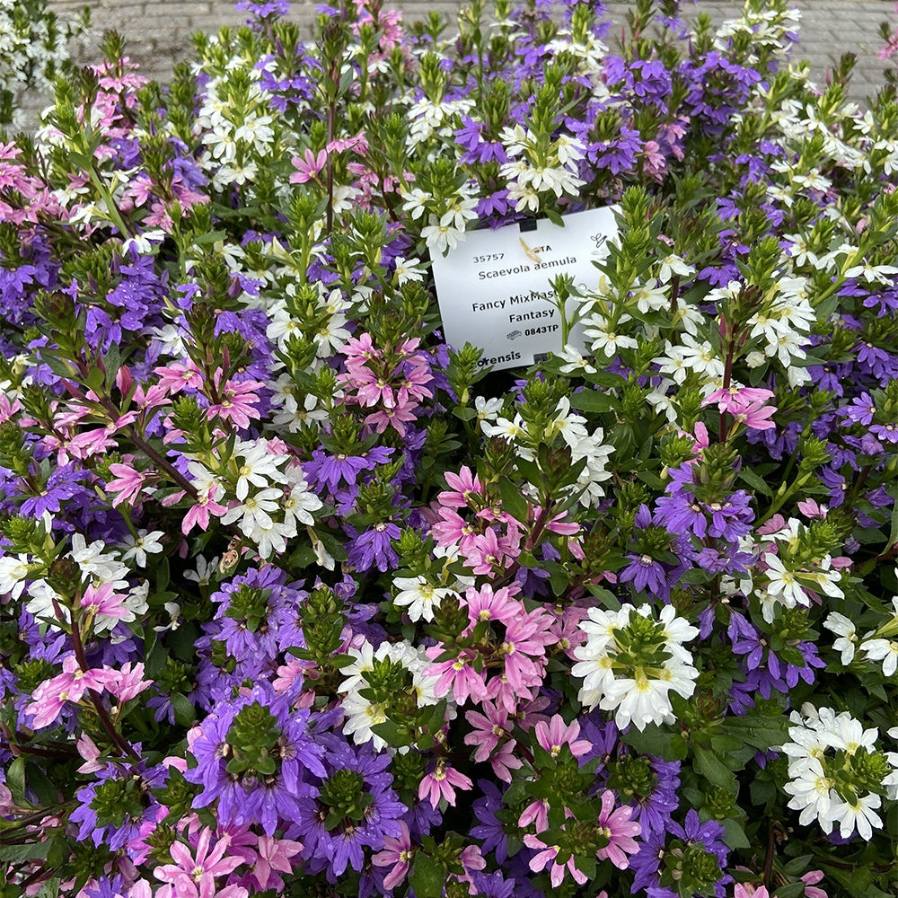 Bakker - 3 Scaevola rose, bleu, blanc en mélange - Scaevola aemula - Plantes d'extérieur