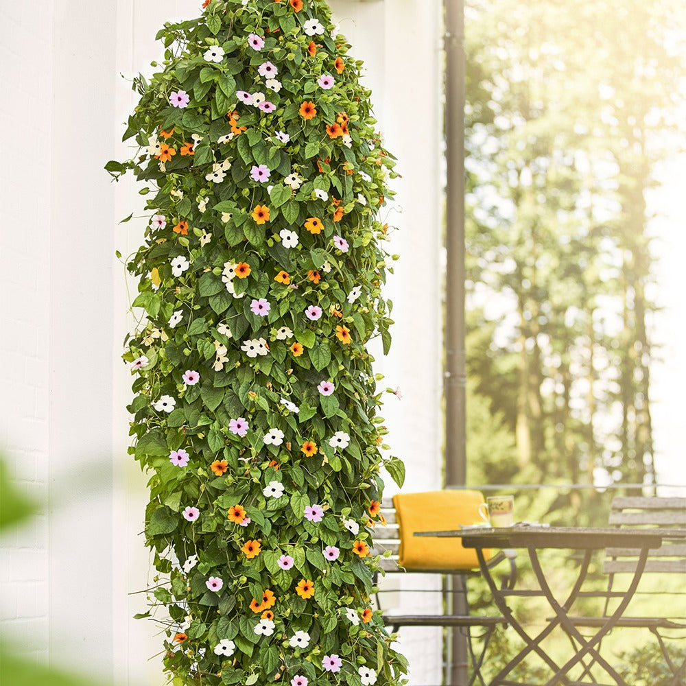 Thunbergia alata sunny susy® - 3 Suzannes aux yeux noirs en mélange - Plantes grimpantes