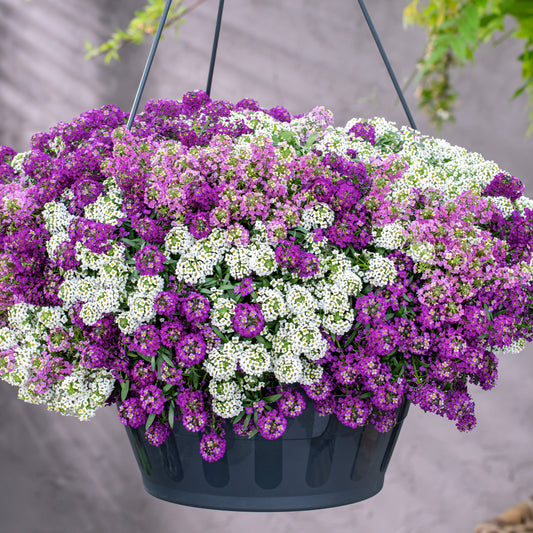 3 Alysses odorants retombants - Bakker