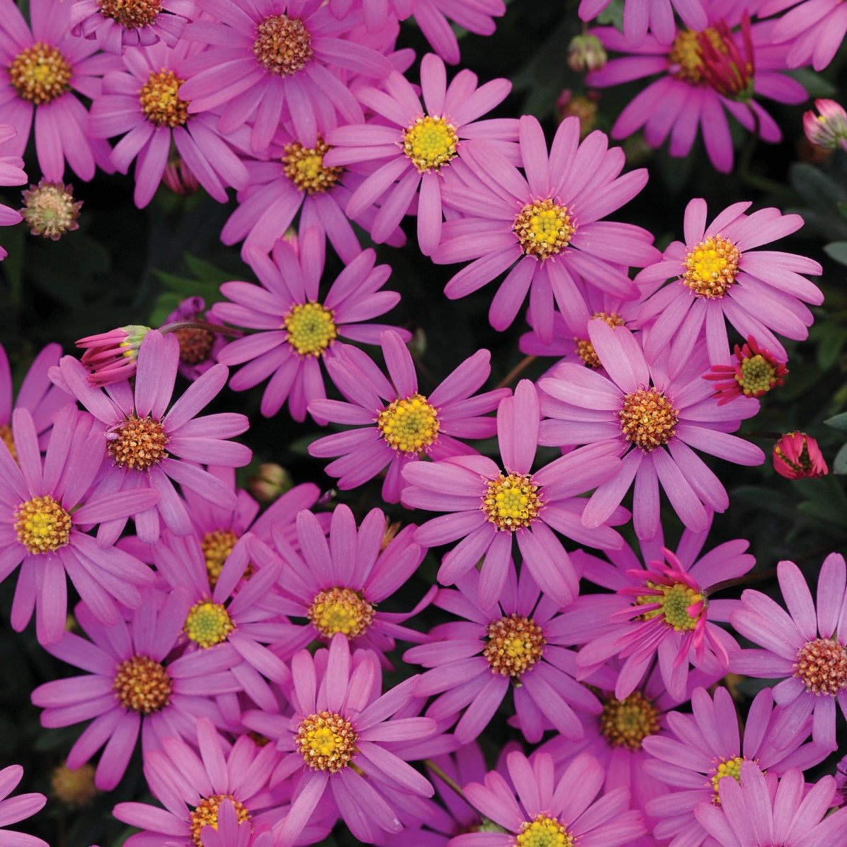 Bakker - 3 Brachyscomes Magenta - Plantes d'extérieur