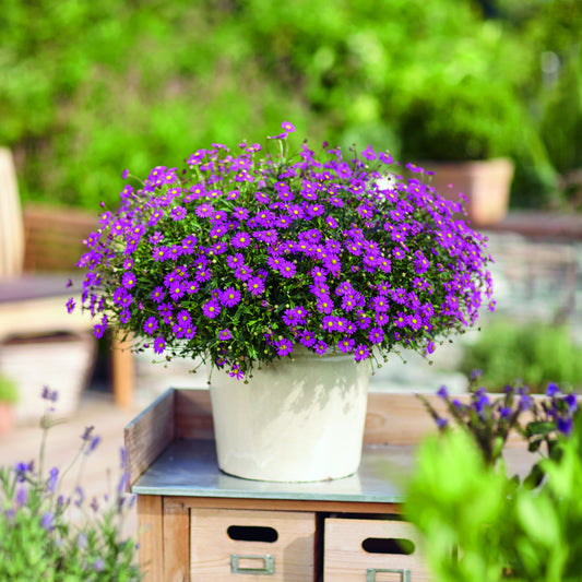 3 Brachyscomes Magenta - Bakker