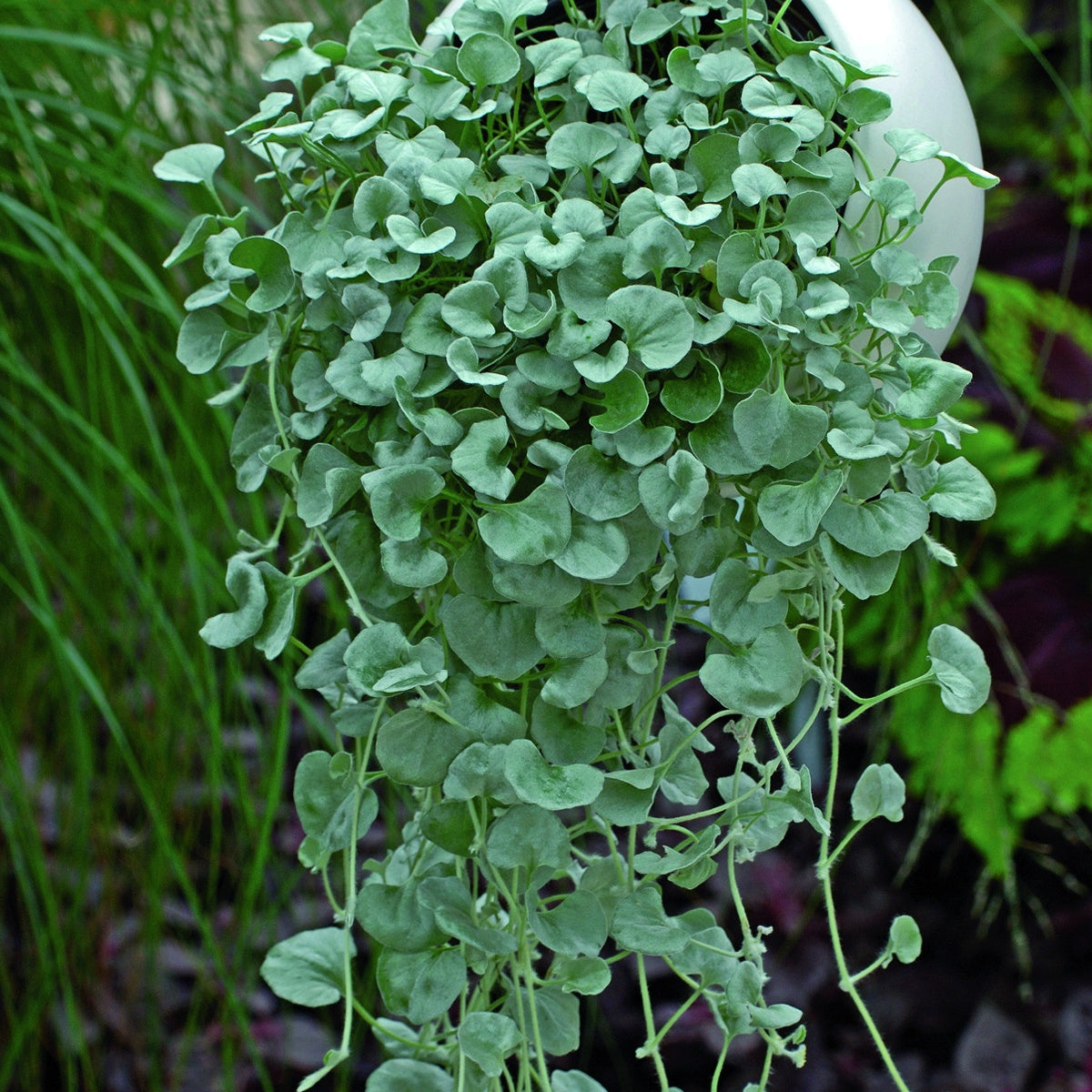 Bakker - 3 Dichondras rampants - Plantes d'extérieur