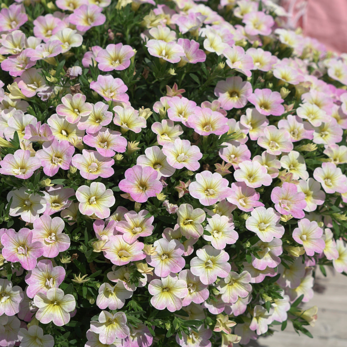 3 Mini-pétunias doubles pastel - Calibrachoa Fancy Francy - Bakker