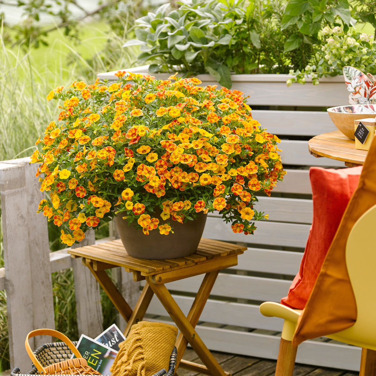 3 Mini-pétunias jaunes/rouges - Calibrachoa Diva Orange - Bakker