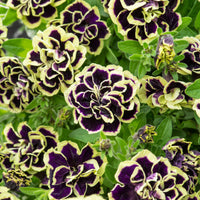 Bakker - 3 Pétunias fleur double noir/jaune - Plantes d'extérieur