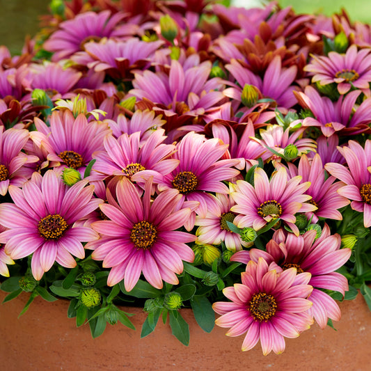 Marguerites du Cap bicolor (pourpre/blanc)