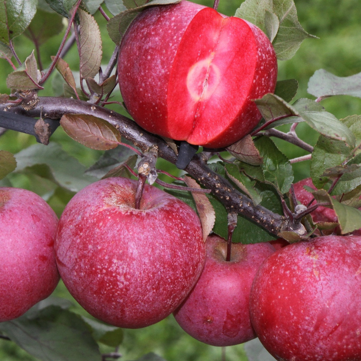 Pommier Pulpe Rouge - Bakker