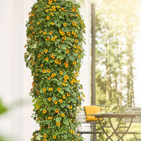 Thunbergia alata Sunny Susy® - Suzanne orange aux yeux noirs  - Plantes de terrasses et balcons pour pot et balconière