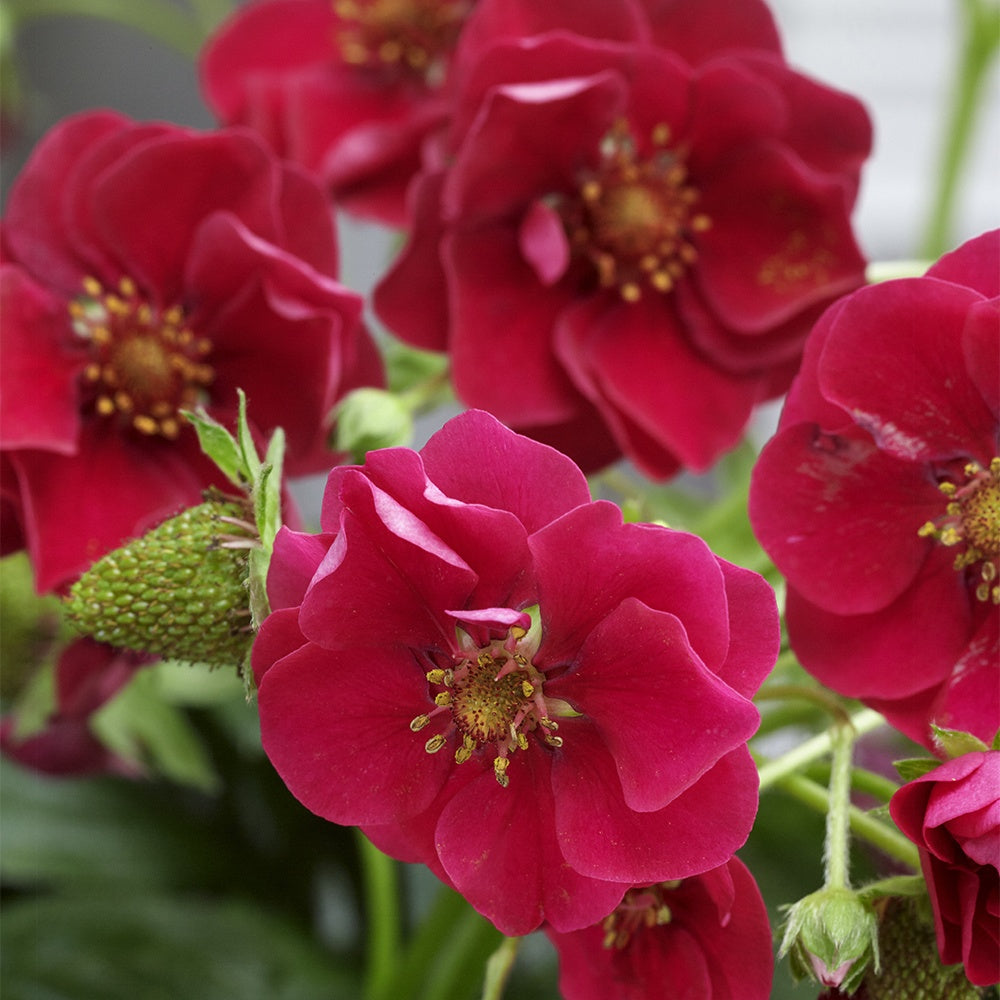 Fragaria summer breeze®  rose - 3 Fraisiers Summer Breeze - Fraisiers