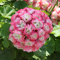 Géranium - Pélargonium - 3 Géraniums rose abricot - Pelargonium zonale apple blossom