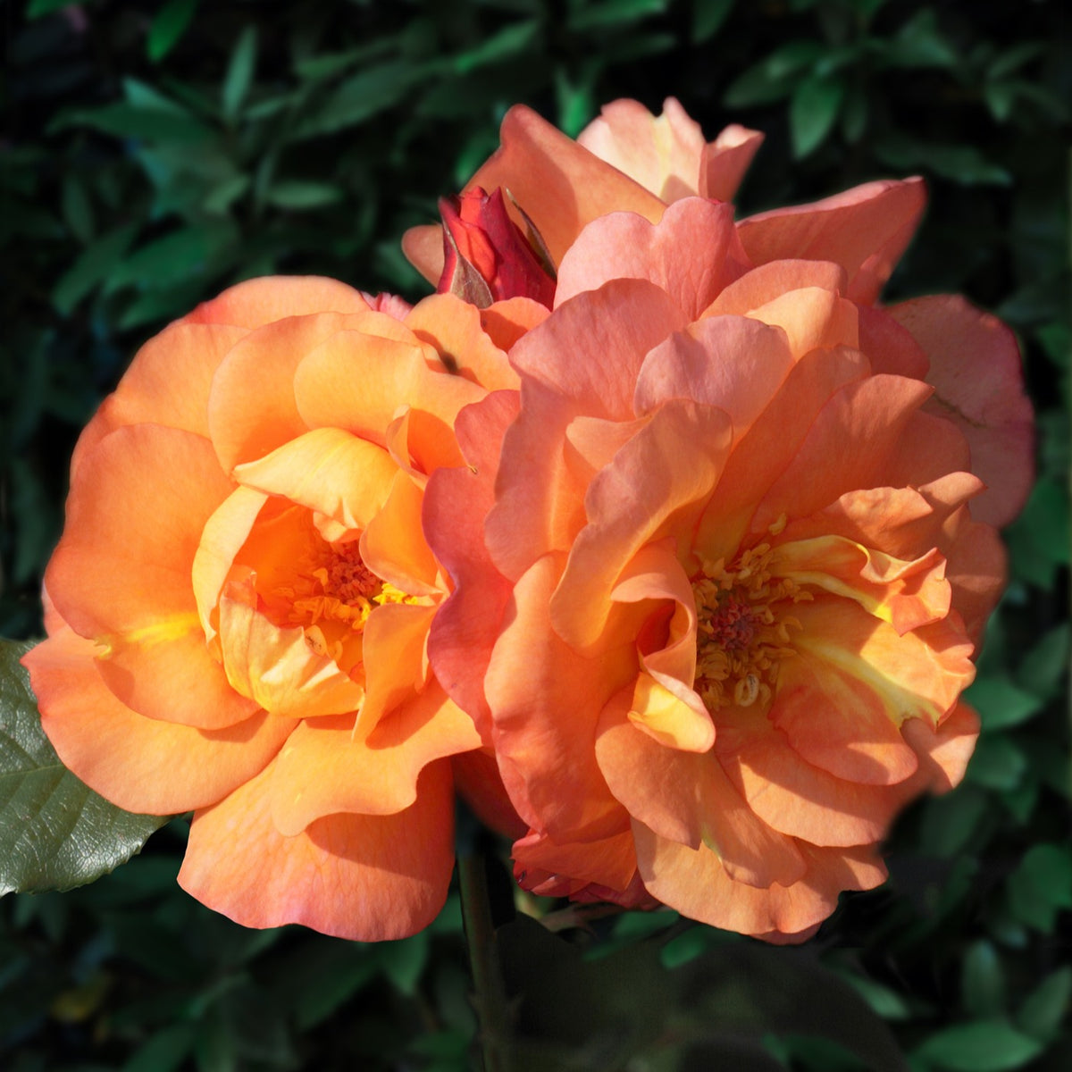 Rosa Westerland® - Rosier arbuste Westerland - Rosiers - racines nues