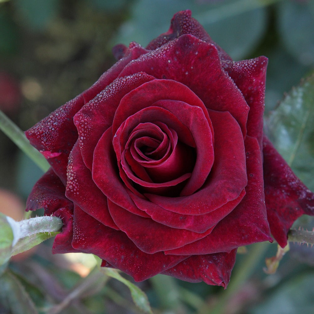 Bakker - Collection de 3 Rosiers buissons : Black Baccara, Candy stripe, Helga - Rosa 'black baccara', 'candy stripe', 'helga' - Plantes d'extérieur