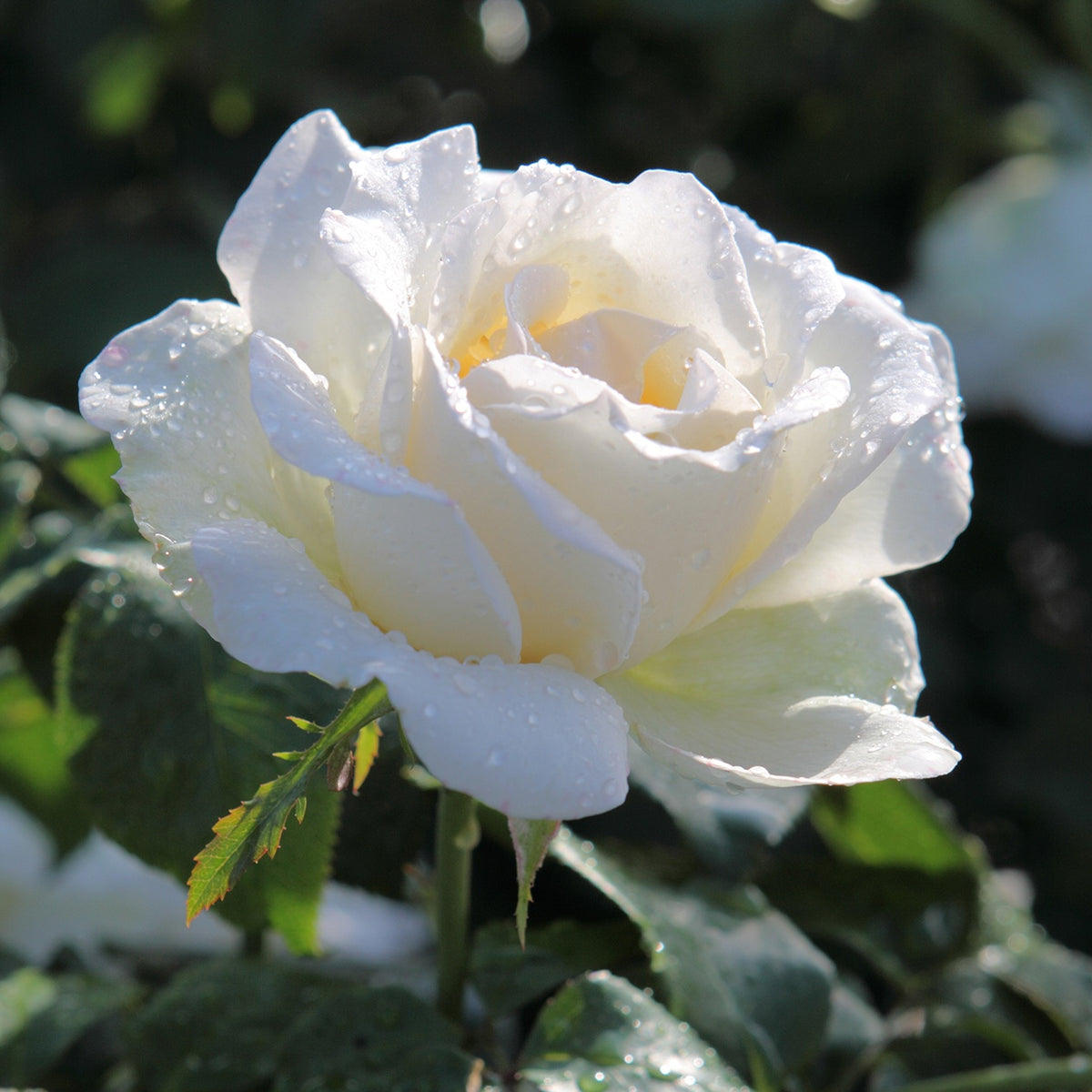 Rosier White Symphony - Bakker