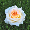 Rosier Anastasia® - Bakker