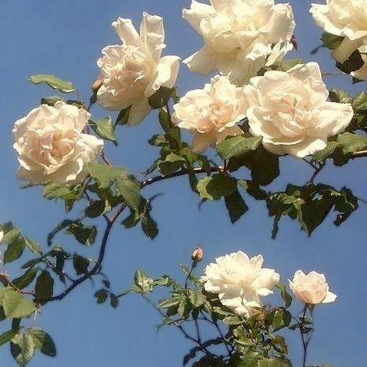 Rosier grimpant Mme Alfred Carrière - Bakker