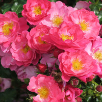 Bakker - Rosier Aromikeh Hotline® - Rosa aromikeh hotline® - Plantes d'extérieur