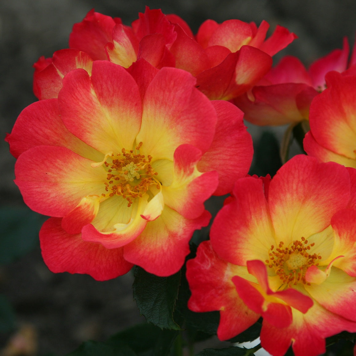 Rosier Summer of Love® - Rosa Summer of Love® - Bakker