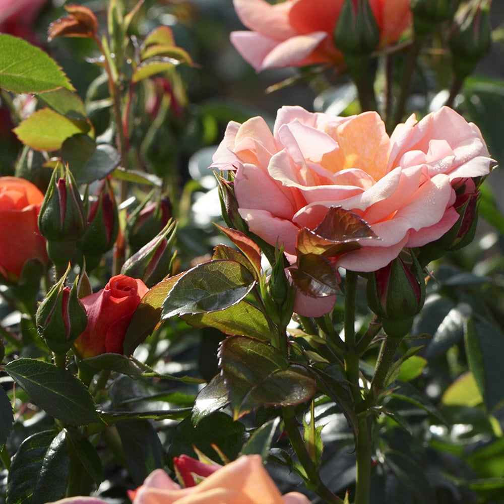 Rosier Aprikola® - Bakker