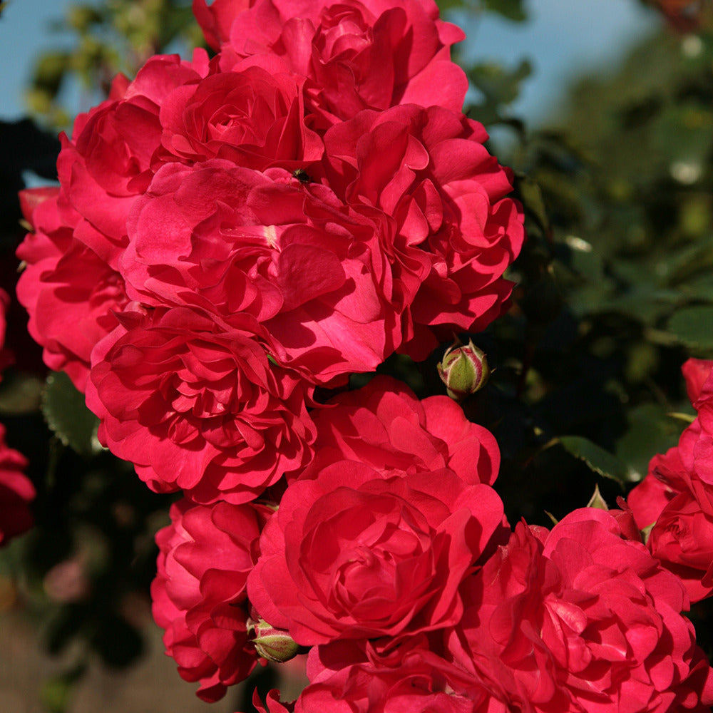 Rosier Toscana® - Rosa Toscana ® - Bakker