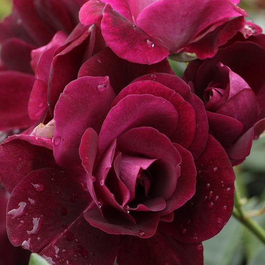 Bakker - Rosier Burgundy Ice ® - Rosa burgundy ice ® - Plantes d'extérieur