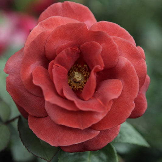 Bakker - Rosier Terracotta ® - Rosa terracotta ® - Plantes d'extérieur