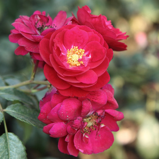 Bakker - Rosier Starlet-Rose Lola ® - Rosa starlet-rose lola ® - Plantes d'extérieur