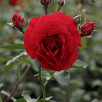 Bakker - Rosier Sympathie ® - Rosa Sympathie ® - Plantes d'extérieur