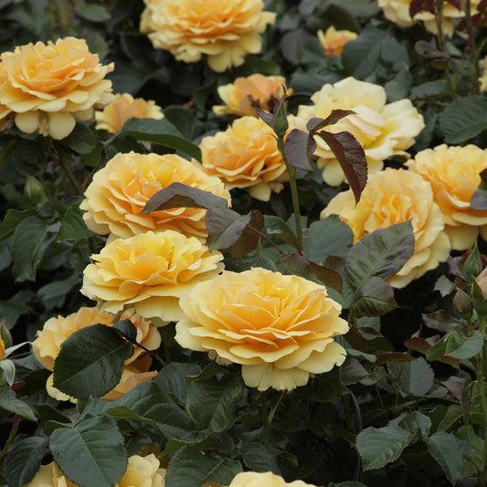 Bakker - Rosier Amber Queen ® - Rosa amber queen ® - Plantes d'extérieur