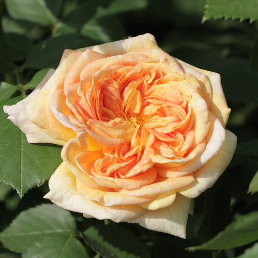 Rosier grimpant Alchymiste - Bakker