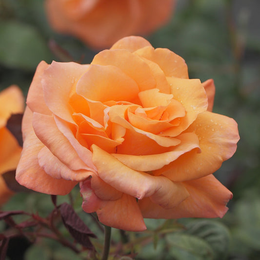 Rosier grimpant Orange Climber - Bakker