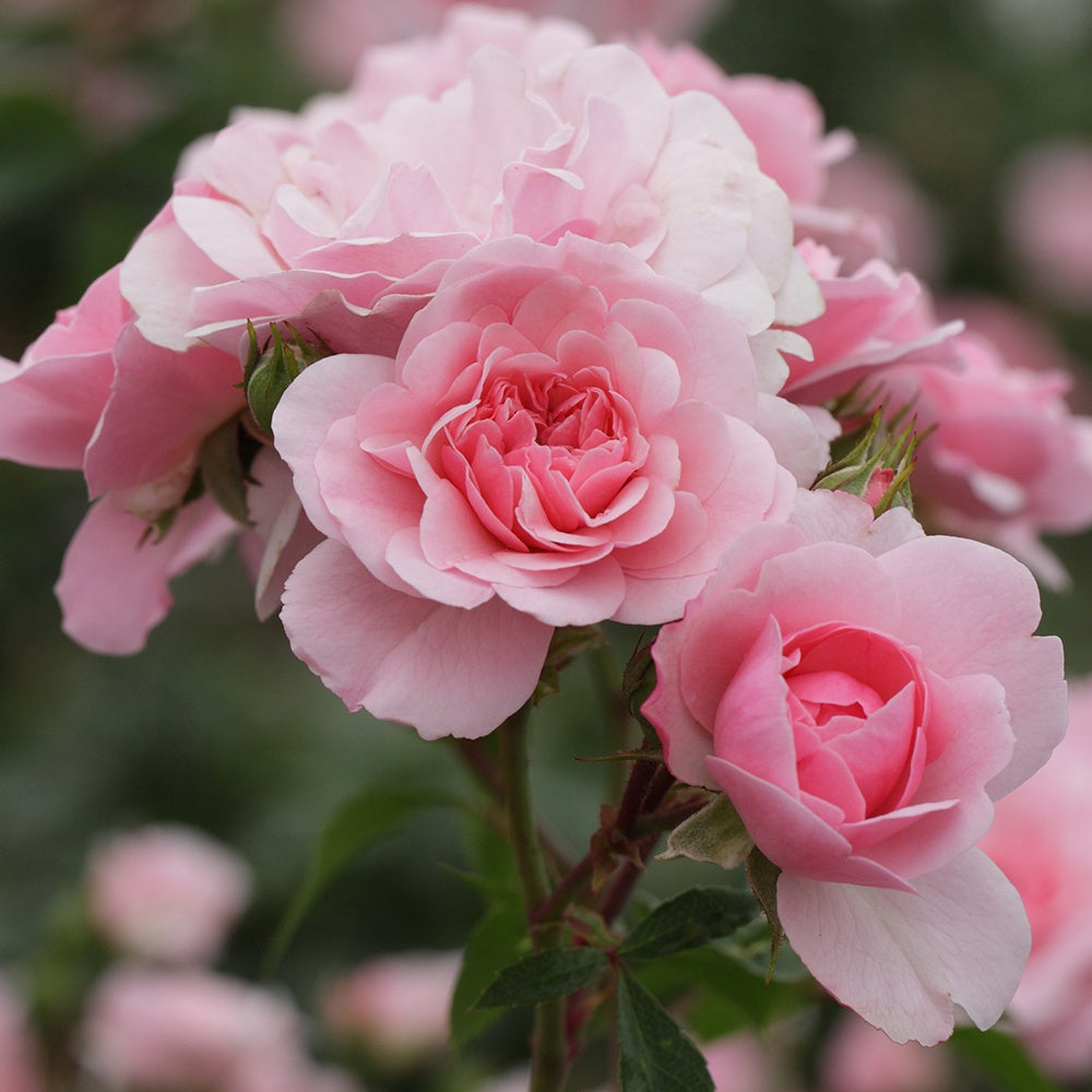 Bakker - Rosier Bonica 82® - Rosa Bonica 82 ® - Plantes d'extérieur