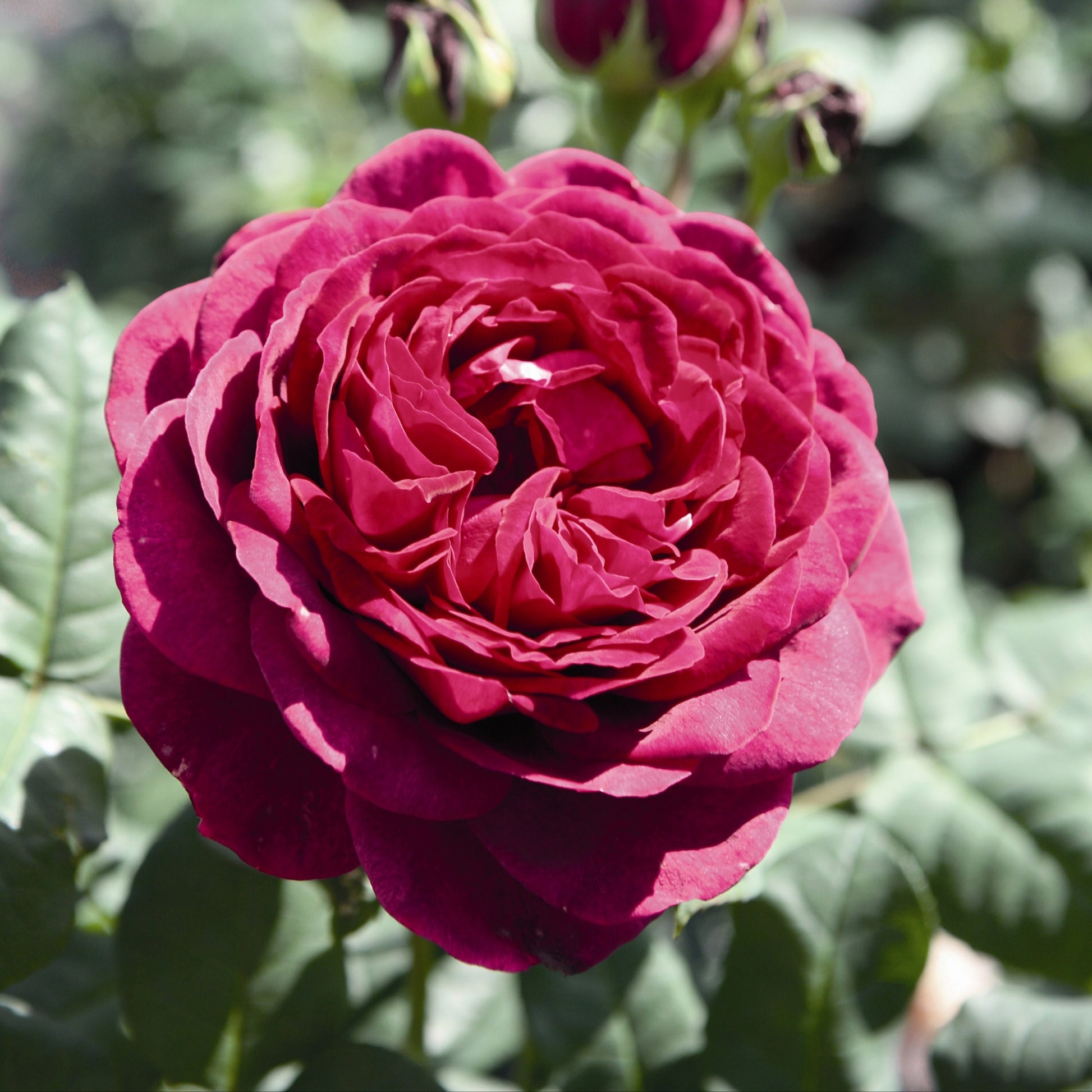 Bakker - Rosier  Astrid Gräfin von Hardenberg ® - Rosa astrid gräfin von hardenberg ® - Plantes d'extérieur