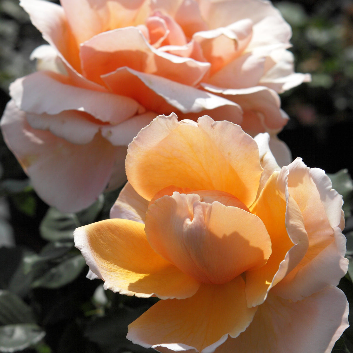Rosiers parfumés - Rosier  Just Joey ® - Rosa just joey ®