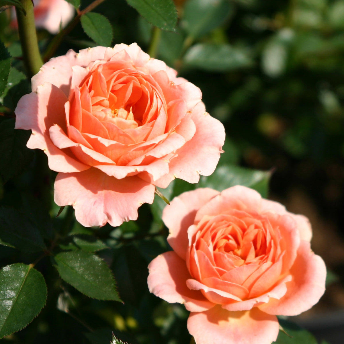 Rosier  Sweet Dream ® - Rosa sweet dream ® - Bakker