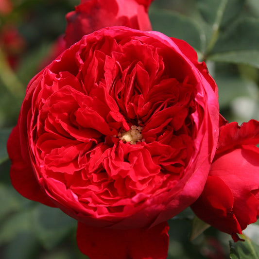 Rosier grimpant Florentina ® - Bakker