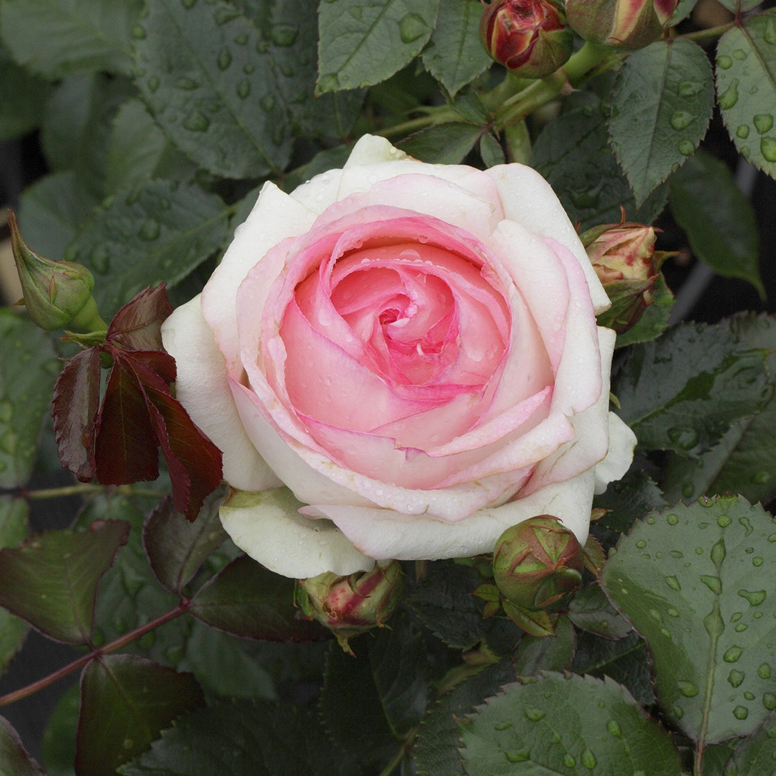 Rosier grimpant Pierre de Ronsard - Eden Rose 85 - Bakker.com | France