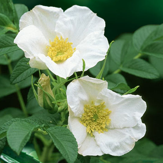 Bakker - Rosier rugueux à fleurs blanches - Rosa rugosa alba - Plantes d'extérieur