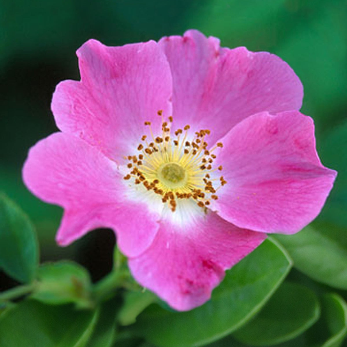 Rosiers - Rosier des chiens - Eglantier - Rosa canina