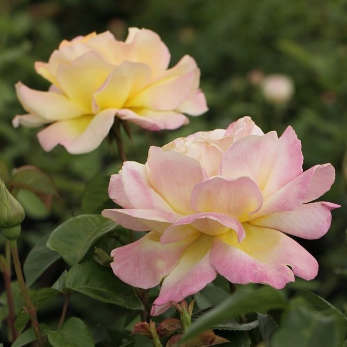 Rosier  Mme A. Meilland - Bakker