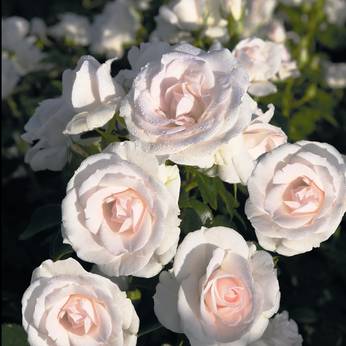 Rosiers couvre-sol - Rosier  Aspirin Rose ® - Rosa Aspirin Rose ®