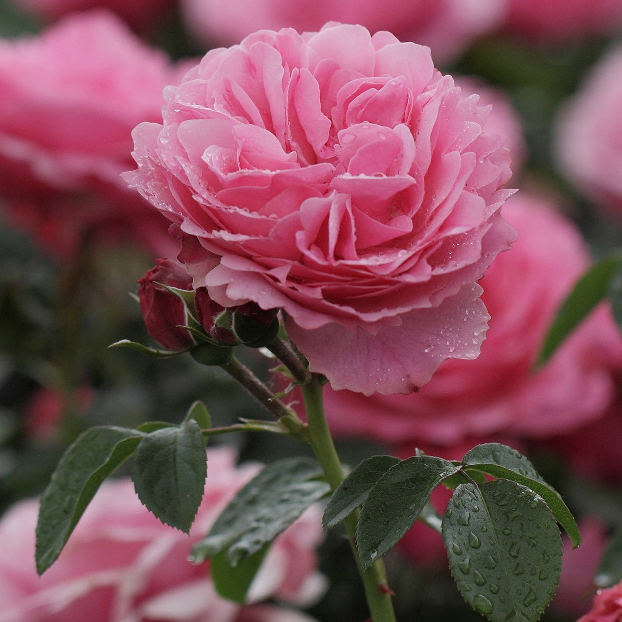 Rosiers - racines nues - Rosier à fleurs groupées 'Leonard de Vinci' - Rosa floribunda Leonardo Da vinci ® Meideauri