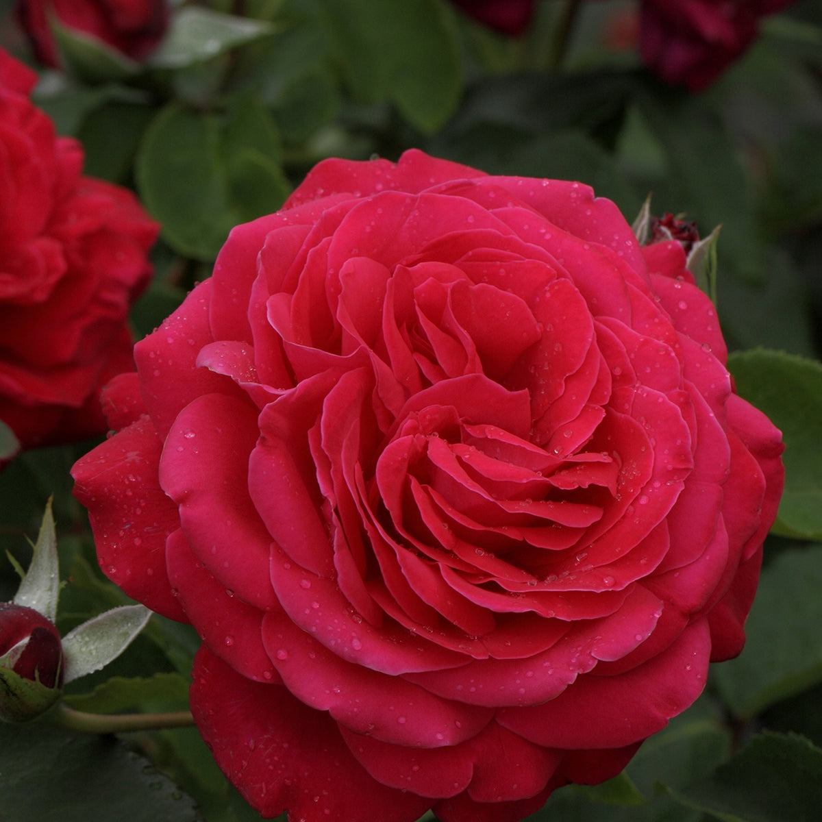 Rosiers à grandes fleurs - Rosier à grandes fleurs 'Dame de Coeur' - Rosa dame de cœur, rosa queen of hearts, rosa herz-dame