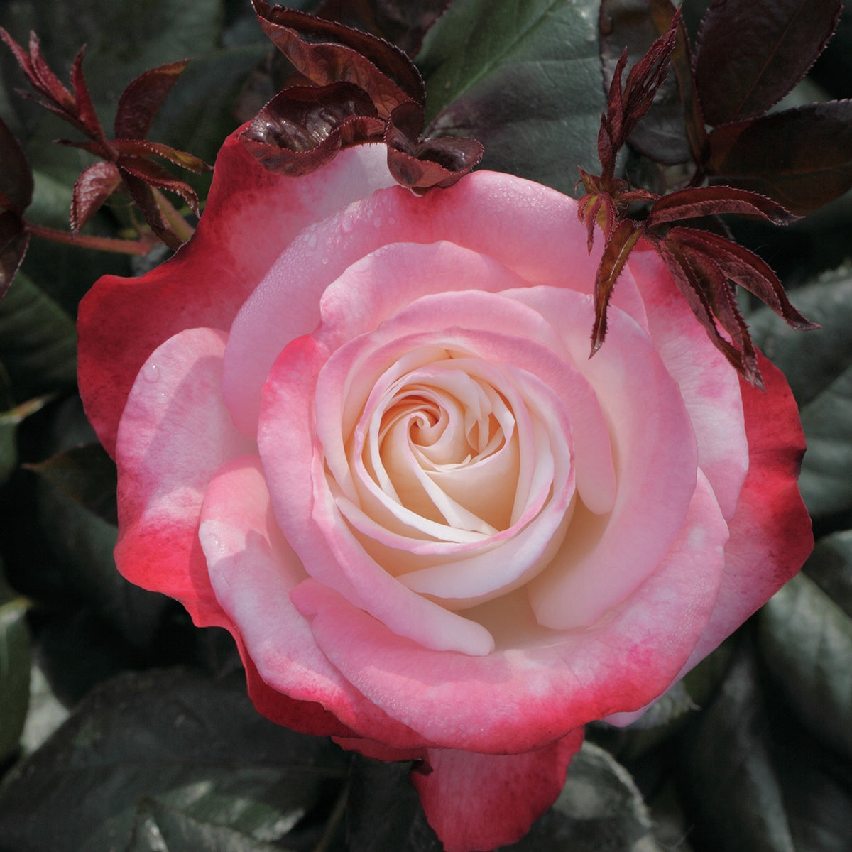 Vente Rosier buisson Nostalgie ®