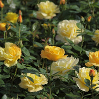 Rosa arthur bell - Rosier buisson 'Arthur Bell' - Rosiers multifores