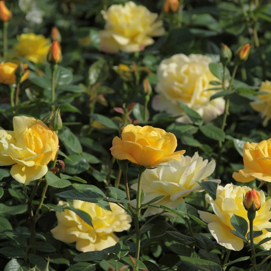 Rosa arthur bell - Rosier buisson 'Arthur Bell' - Rosiers multifores