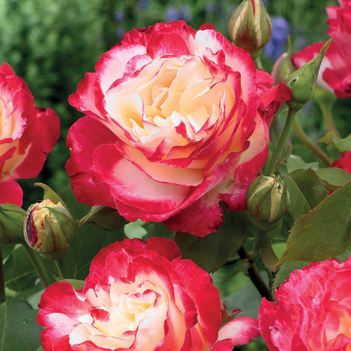 Vente Rosier buisson Double Delight