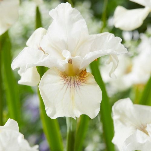 Iris de Sibérie Not Quite White - Bakker
