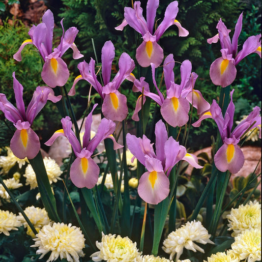 Bakker - 10 Iris de Hollande King Mauve - Iris hollandica 'king mauve' - Bulbes à fleurs