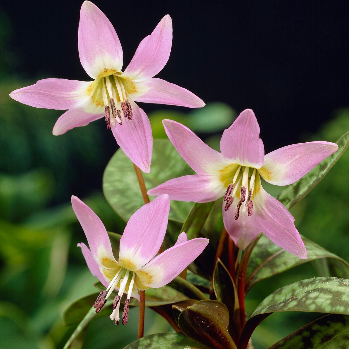 Bakker - Erythrone Purple King* - Erythronium 'purple king' - Bulbes à fleurs