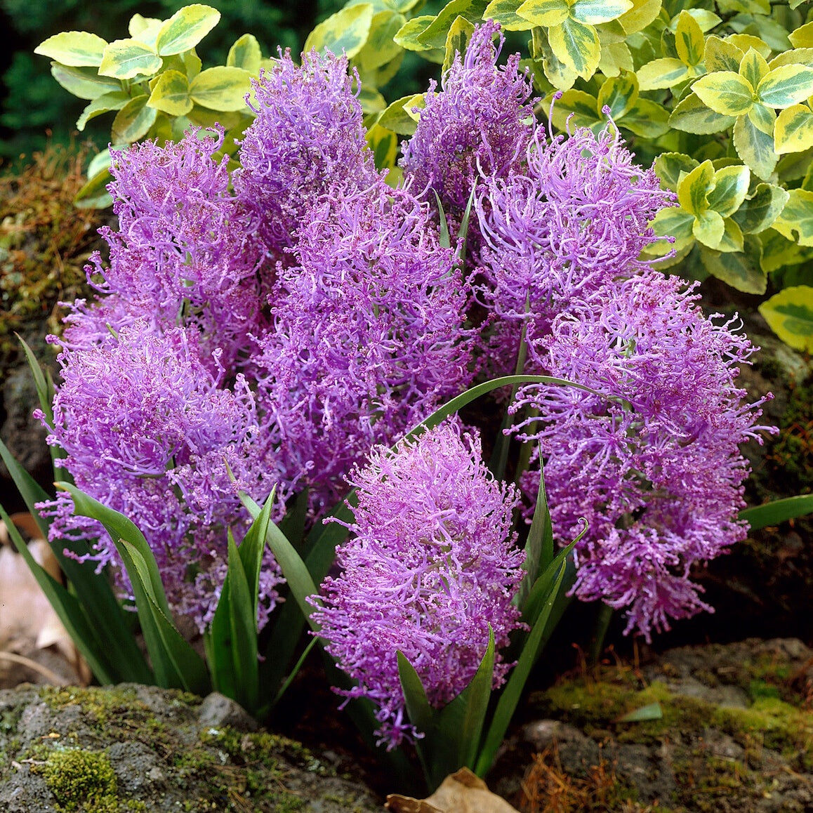10 Muscaris plumeux - Bakker
